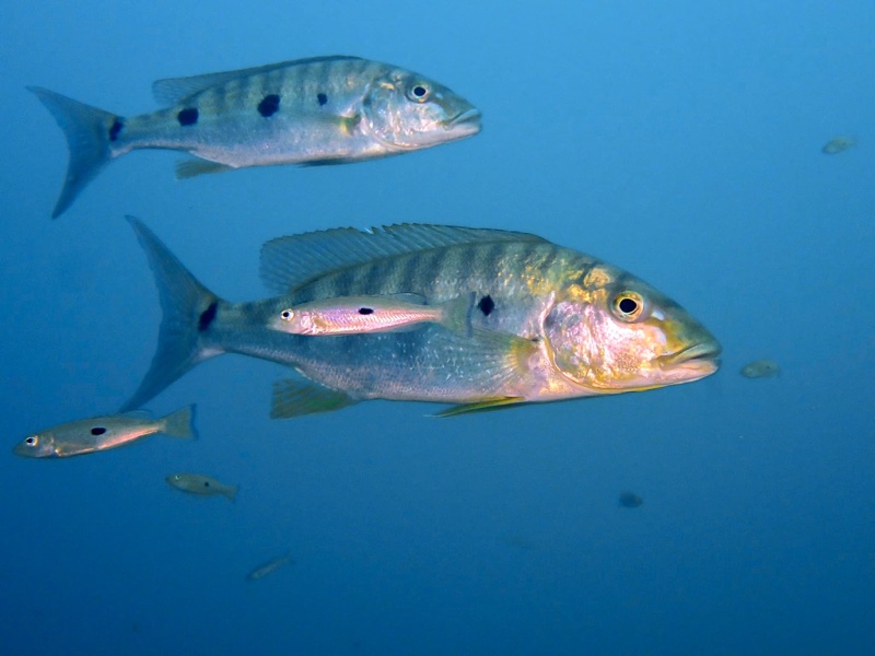 Boulengerochromis microlepis 'Kalambo Lodge'
